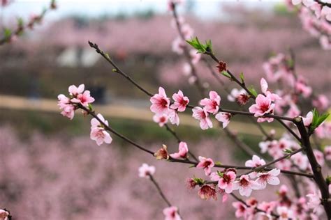 统景镇荣光村桃花岛盛大开园以桃花为媒，赴一场春天的约会市民还可以参与桃树认养和桃果预售活动-渝北网