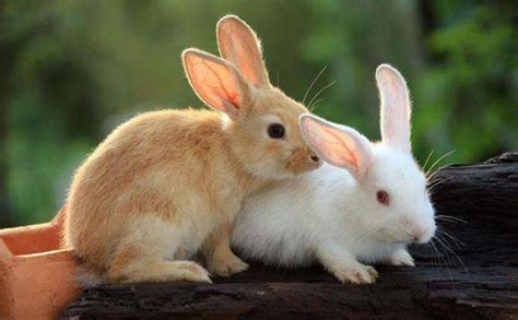 属兔的几月出生最好 兔宝宝几月出生命最好 - 万年历