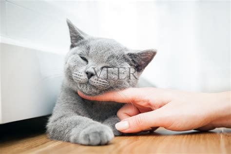 快乐小猫喜欢被女人的手抚摸。照片摄影图片_ID:305142341-Veer图库