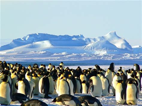 海南周刊 | 在三亚养企鹅是什么体验？让“企鹅爸爸”告诉你-新闻中心-南海网
