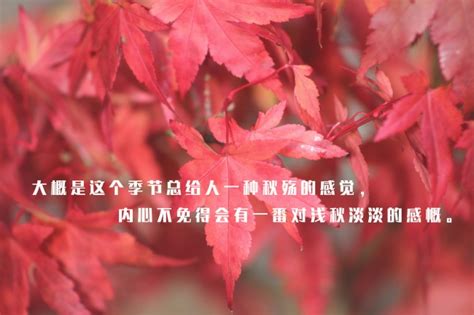 落叶知秋的优美的句子 秋天优美的句子举例_知秀网