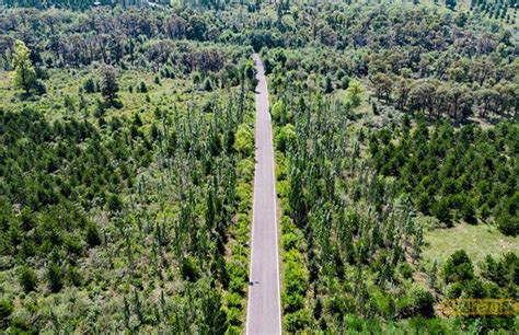 山西绿化造林工程已完成2.5万亩-行情分析-中国花木网