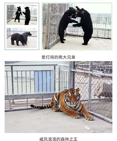 触目惊心！宁波雅戈尔动物园发生老虎伤人事件，老虎被击毙了_腾讯视频