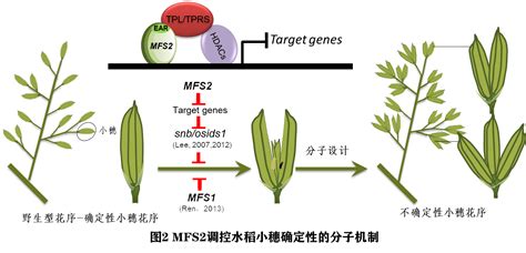 袁隆平的三系杂交水稻技术，让粮食产量大增，它的原理是什么？ - 知乎