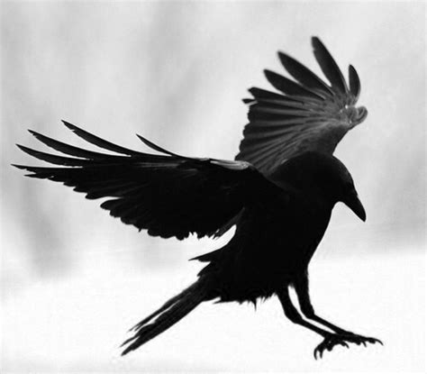 黑色乌鸦图片 黑色乌鸦图片大全