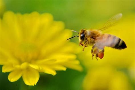 蜜蜂的别名叫什么？有叫蜂的，也有叫蜂子的，但一般都叫蜜蜂！