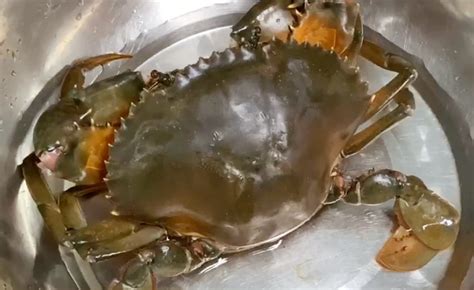珍宝蟹鲜活速冻超特大螃蟹冷冻2只4斤帝王蟹面包蟹太子蟹水产海鲜-淘宝网