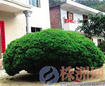 千年矮树图片