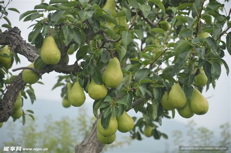 在梨树上生长的梨子梨园有高清图片下载-正版图片506674991-摄图网