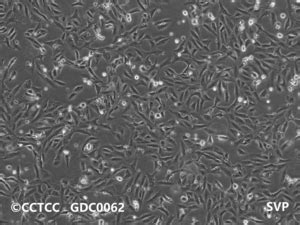 科普丨一文了解干细胞与免疫细胞的区别是什么-杭吉干细胞科技