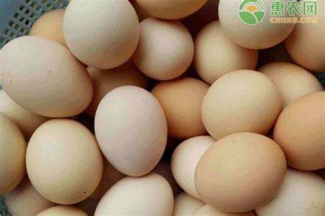 2023今日全国鸡蛋最新价格（附行情走势分析） - 惠农网