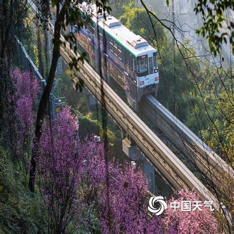 重庆开往春天的列车来了！穿越花海形成靓丽风景线-图片-中国天气网
