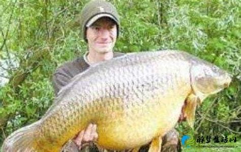 世界上最大的鲤鱼，泰国大鲤鱼（重达226斤） - 醉梦生活网
