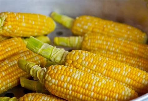 现代玉米找到了“两个祖先”_智慧农业-农博士农先锋网