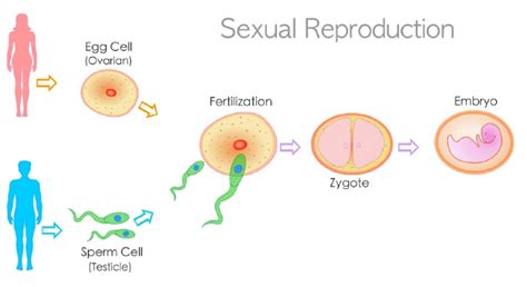 有性生殖和无性生殖的区别表格（有性生殖和无性生殖的区别）_草根科学网