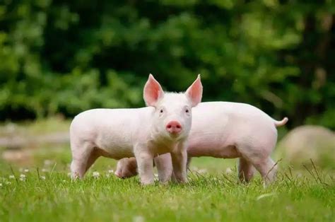 国内猪品种大全 - 惠农网