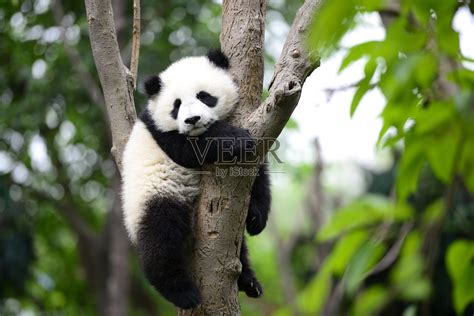 小大熊猫在树上照片摄影图片_ID:144840435-Veer图库