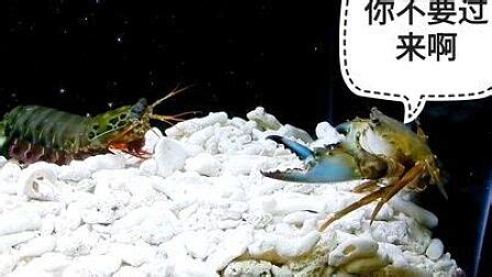 螃蟹、龙虾、蝎子之中谁的钳子劲最大？ - 知乎