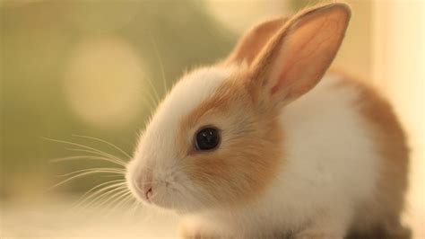 怎么判断兔子的公母（公兔子与母兔子的区别） - 胖萌舍宠物网