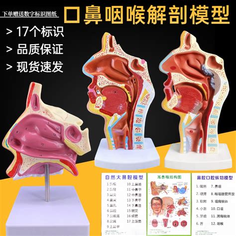 鼻子构造图解图片