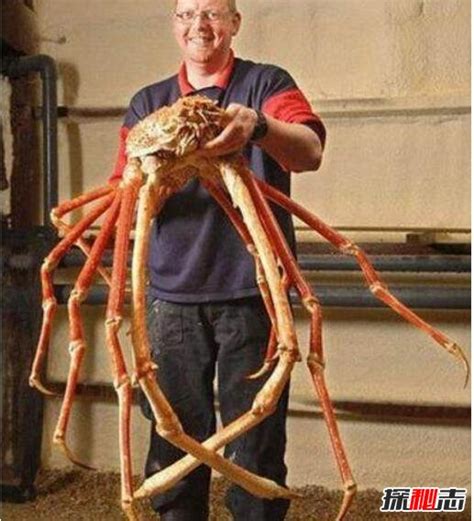 最大的螃蟹有多大,巨型螃蟹,上最大的螃蟹王_大山谷图库