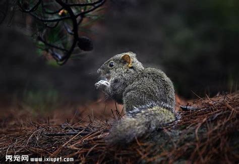 【一品黄山----雪地松鼠摄影图片】安徽黄山生态摄影_太平洋摄影部落_太平洋电脑网摄影部落