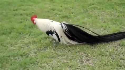 日本长尾鸡，是日本历史上最悠久的鸡种，其特征是极长的尾巴_新浪新闻