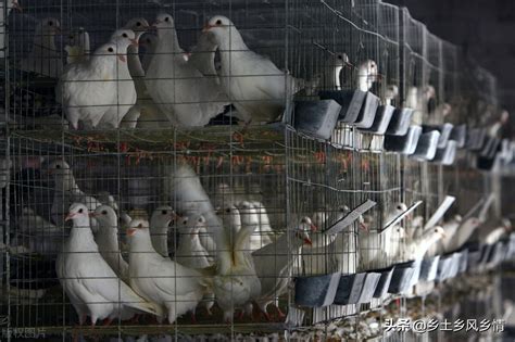 养10对鸽子一年的利润，农村养100只鸽子能挣多少