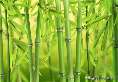 竹子的作用有哪些 竹子的种类有哪些_百科知识_学堂_齐家网