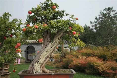造型石榴树,看石榴盆景栽培,造型红枫_大山谷图库