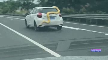 如果您的车子上盘踞着黄金大蟒蛇，就问怕不怕？？ - 知乎