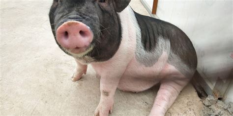 农民老杨杀售自家一头猪，只因没有检测检疫，被罚款10万元__财经头条