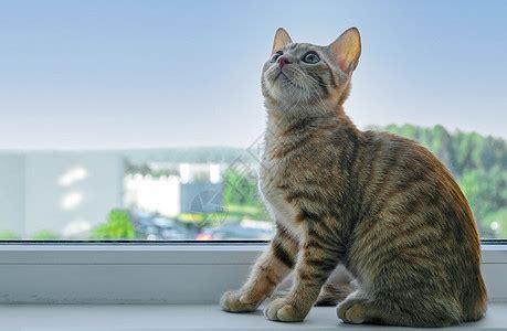 金虎斑图片