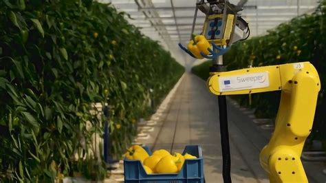 菜农的福音！这种机器人可以采摘大棚蔬菜！自动识别采摘运输！_腾讯视频