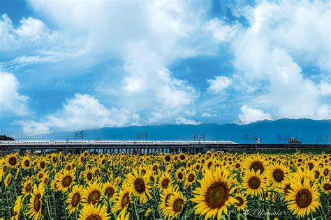 日本岐阜県大垣市いつかの空夕焼け雲图片