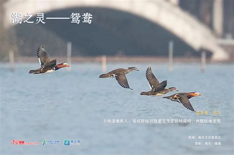 “鹭汀凫渚，湖舟唱晚”，玄武湖精灵们回来过冬了_江苏国际在线