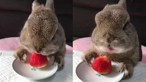 四川人：兔兔那么可爱！怎么可以…唔…这么好吃！ - 知乎