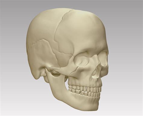 医学骷髅头颅3D模型下载obj,人头骨结构3D打印下载，骷髅头3d模型下载 - 知乎