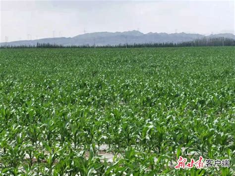 金昌：打造现代丝路寒旱农业特色产业集群