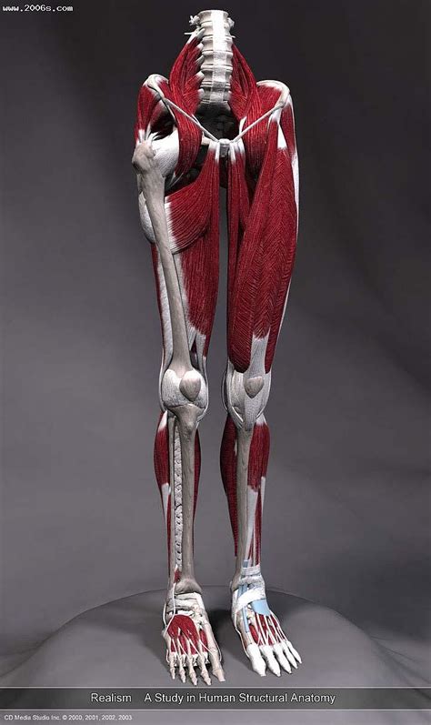 人体肌肉模型 - 初中生物 - 广州市捷星教学仪器有限公司