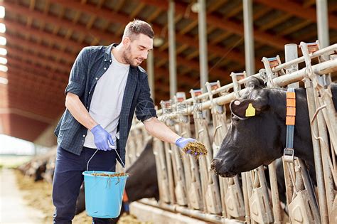 农业工业,农业,人畜牧业的轻人农民用桶喂牛群与干草奶牛场的牛棚高清图片下载-正版图片300406258-摄图网