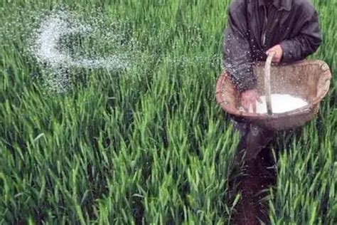氮肥高效施用的原则 - 农敢网
