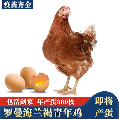 产蛋王海兰褐青年鸡活苗下蛋鸡活鸡包活到家生蛋鸡活体红毛粉壳鸡-淘宝网