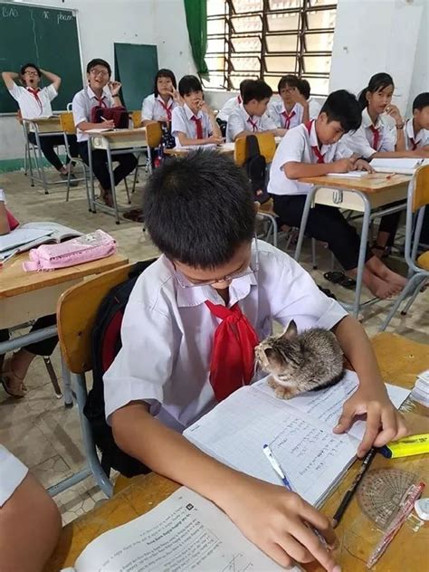 小朋友把猫带到教室一起上课，有猫陪着居然还能这么认真写作业！|猫|写作业|教室_新浪新闻