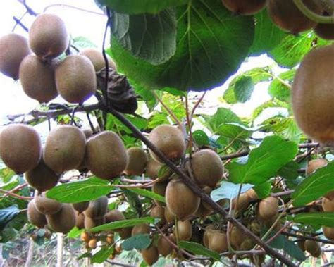 猕猴桃树苗的种植与护理（从栽种到成长，让猕猴桃树茁壮成长）-花卉知识-花植网