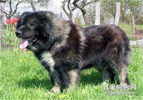 高加索出售300元一只,300斤高加索犬,不是纯种高加索图片(第8页)_大山谷图库