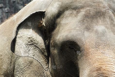 泰国一象主人遇难 大象挣脱缰绳在灵柩前流泪跪拜——人民政协网