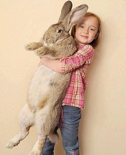 世界最大兔子长1.22米 食量巨大每年消耗4000根胡萝卜_宁波频道_凤凰网