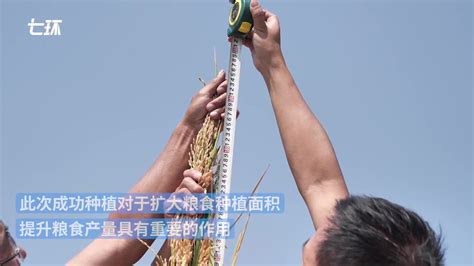 江西龙南：70亩“巨型稻”试种成功_凤凰网视频_凤凰网