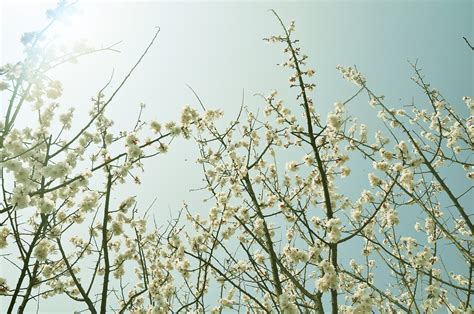 错过再等一年！山东这些杏花林美到开挂，撑起了春天的颜值！|里口山|杏花|王家崖_新浪新闻